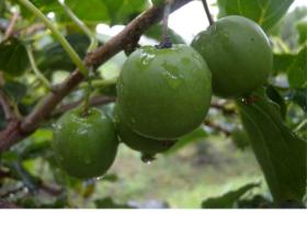 软枣猕猴桃新品种‘苹绿’