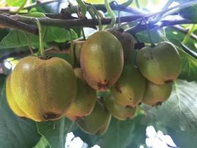 黄肉中华猕猴桃新品种‘安鑫猕猴桃’