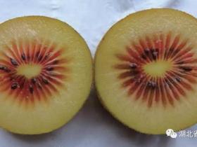红心中华猕猴桃新品种‘桂红猕猴桃’