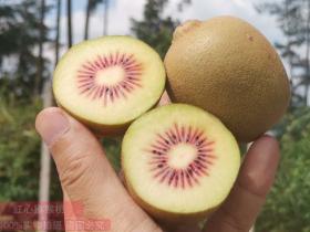 江苏扬州猕猴桃专家种植了大片水果金红50猕猴桃