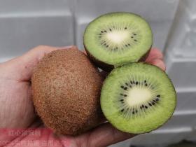 瑞玉猕猴桃新品种可溶性固形物超过23 能不甜吗？