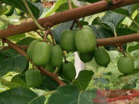 立志让软枣猕猴桃成为农民致富的好帮手