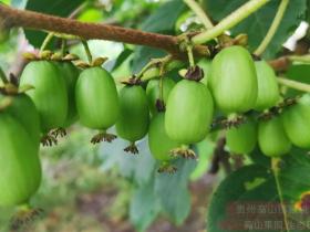 德国最大的软枣猕猴桃开始上市