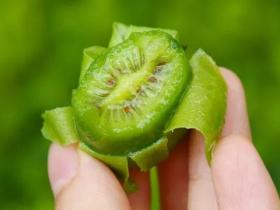 山东省淄博博山种植软枣猕猴桃作为水果市场的‘新秀’