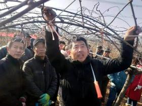 猕猴桃专家刘占德高昊昱等到陕西西乡调研指导猕猴桃产业