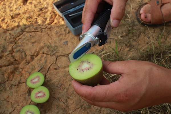 高产猕猴桃种植技术