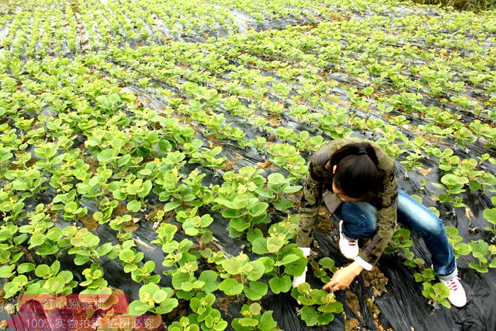 kiwifruit plants 猕猴桃苗