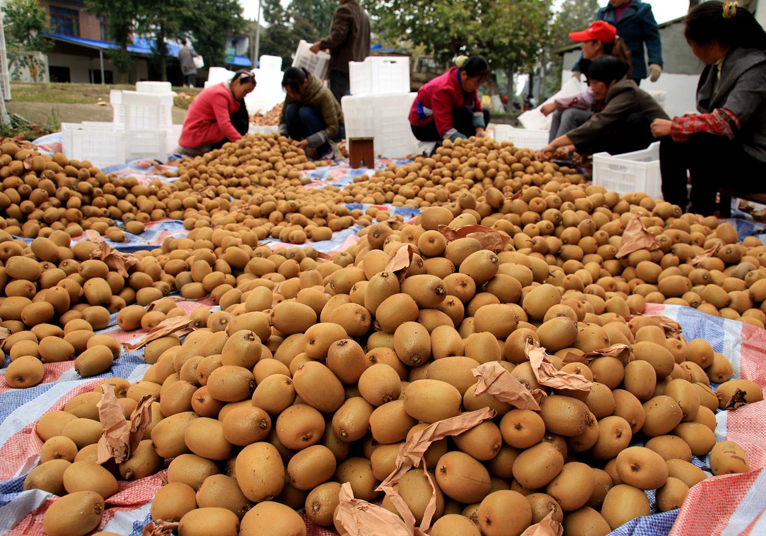 Golden kiwifruit