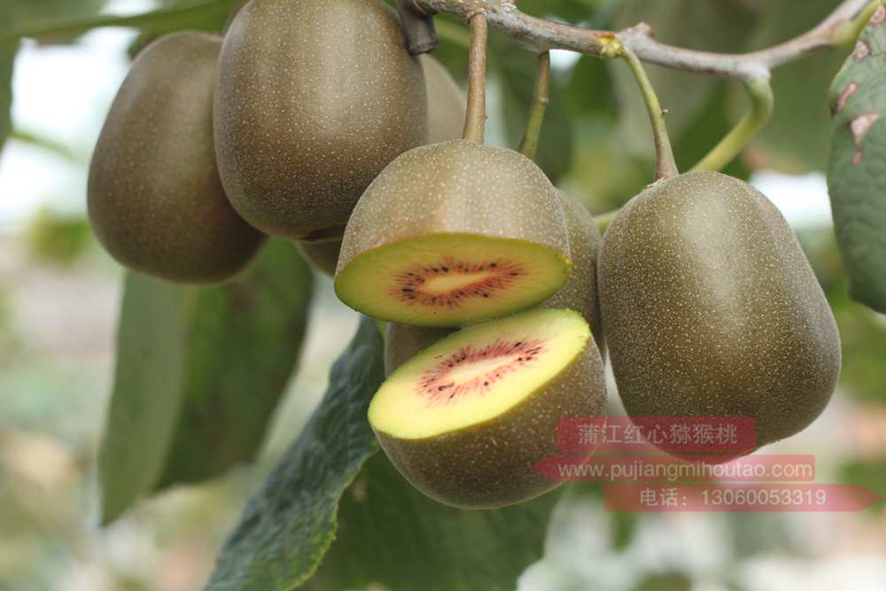 Red kiwi fruit