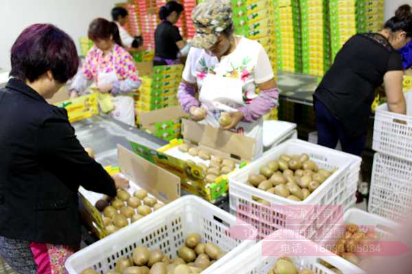 Kiwifruit packaging