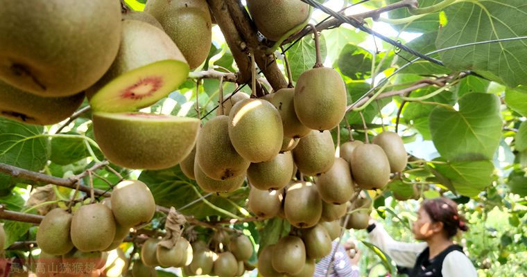 redkiwifruit