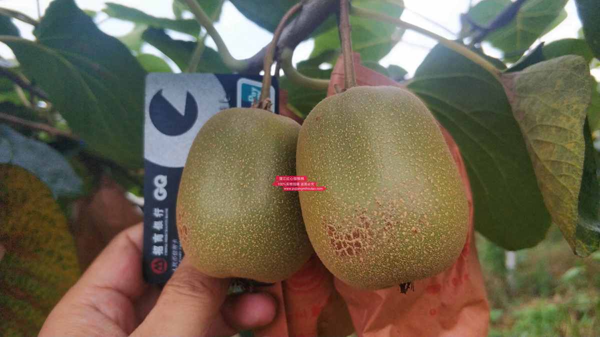 東紅獼猴桃