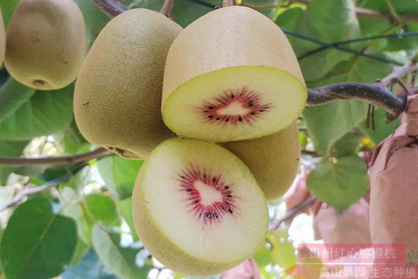 redkiwifruit