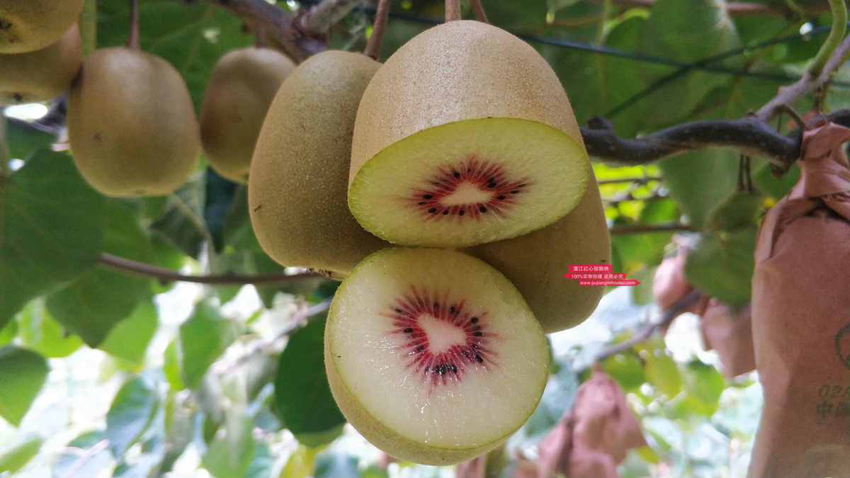 redkiwifruit tree