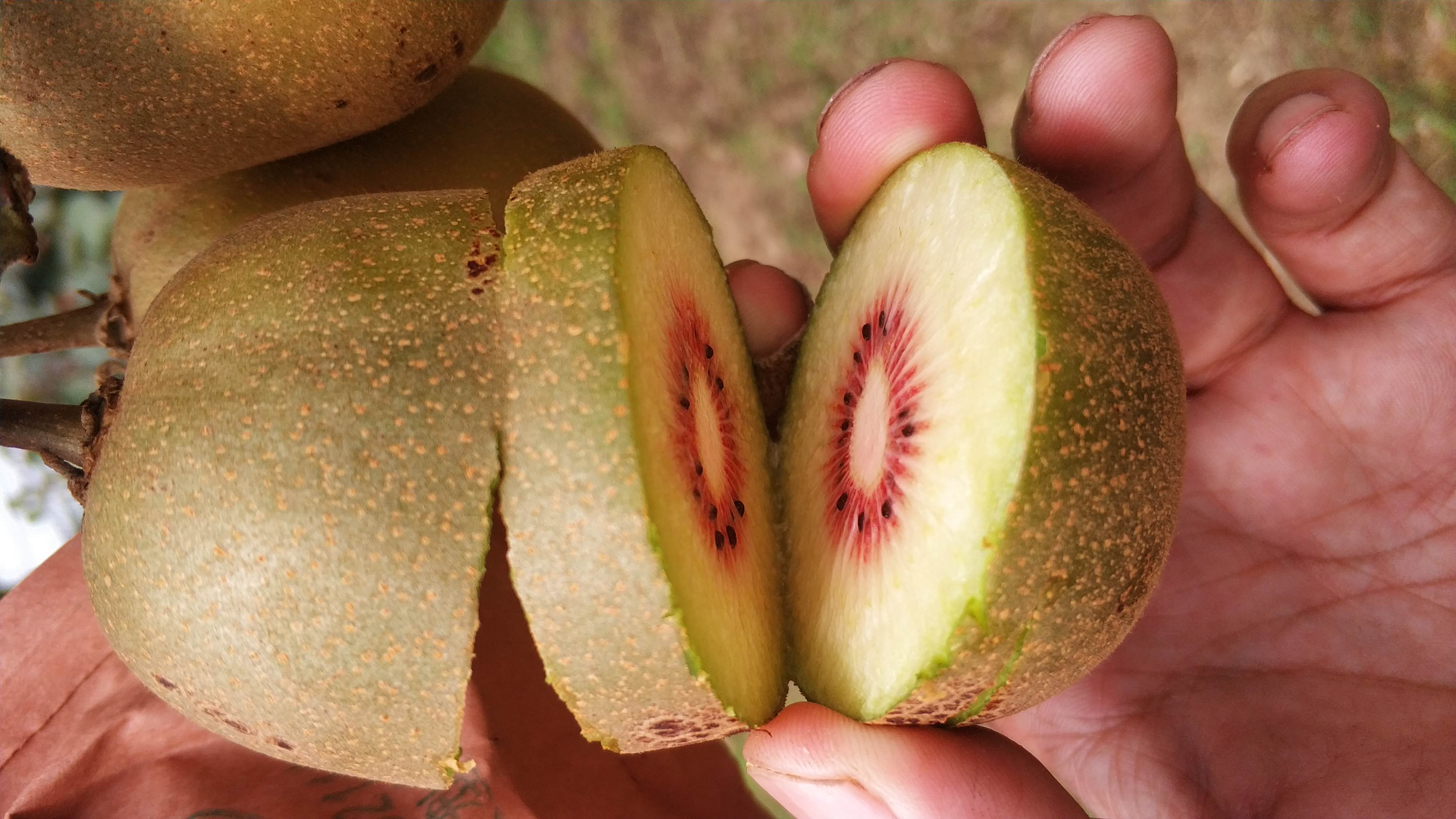 redkiwifruit