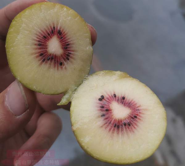 redkiwifruit