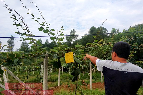 贵州有机猕猴桃种植