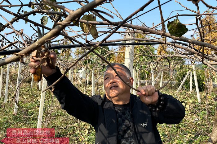 golden kiwifruit vine