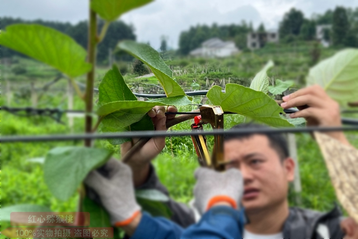 遵义市播州区三岔镇猕猴桃果园夏季绑枝