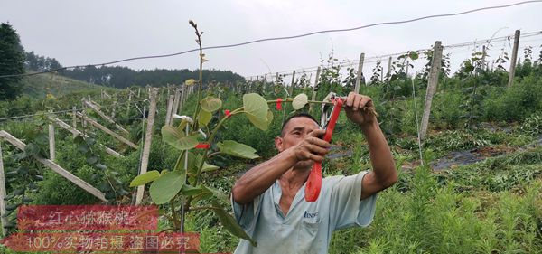 贵州遵义播宏猕猴桃标准化示范园