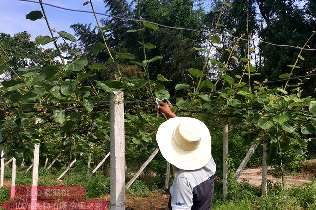 Kiwifruit planting