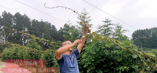 Kiwifruit planting