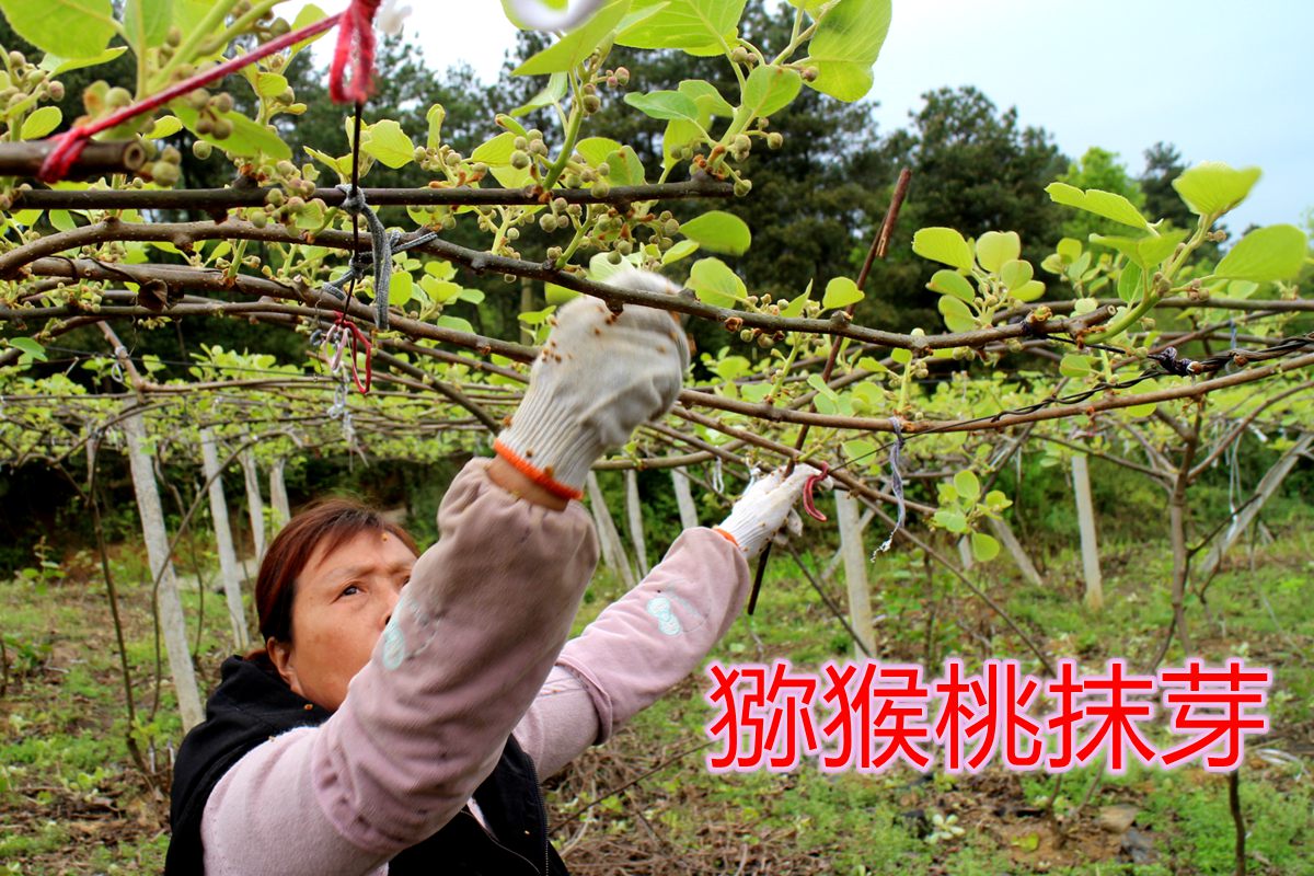 Kiwifruit planting