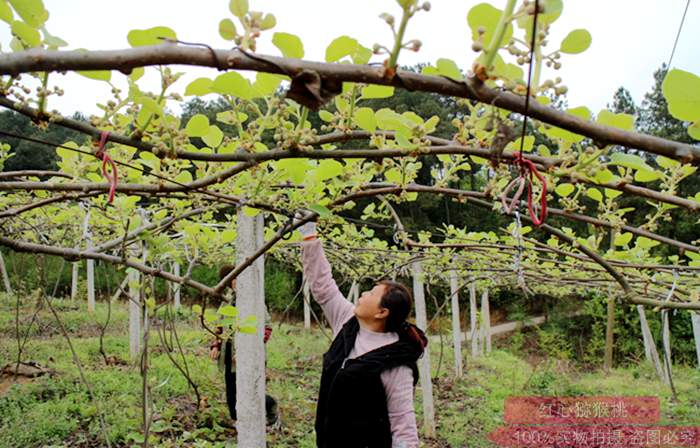 Kiwifruit planting