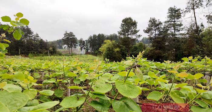 Kiwi orchard