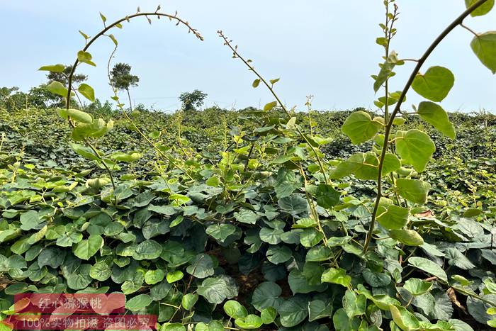 Kiwifruit orchard