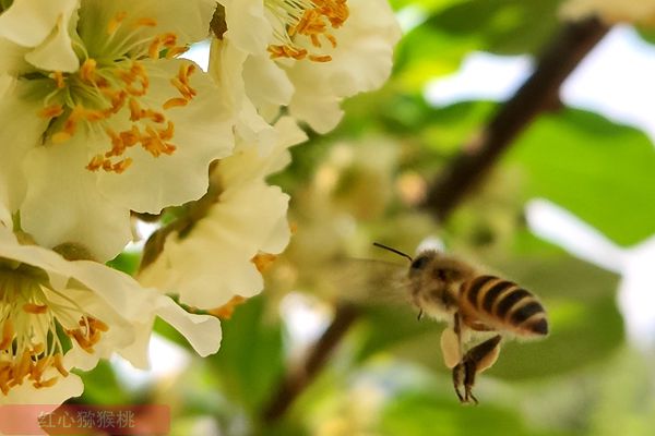 Kiwifruit pollination