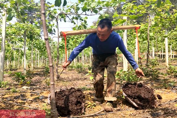 贵州遵义播宏猕猴桃标准化示范园