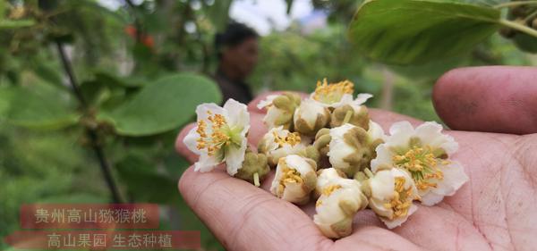 东红猕猴桃雄花花粉