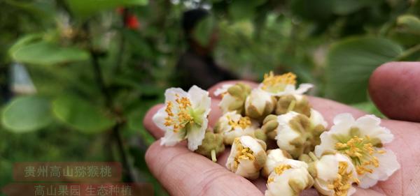 贵州猕猴桃雄花花粉