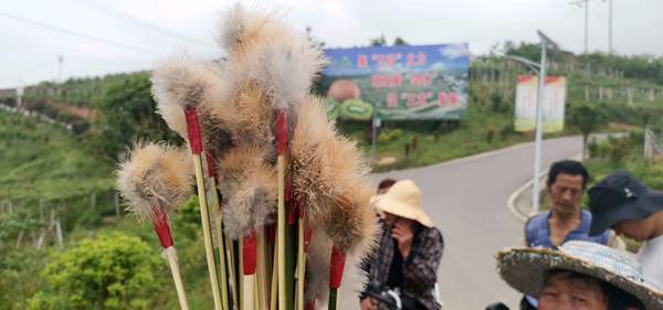 贵长猕猴桃花粉采摘