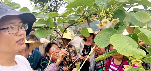 贵州遵义市播州区红心猕猴桃