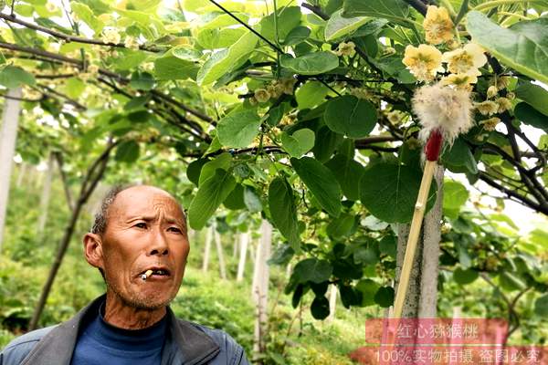 猕猴桃授粉