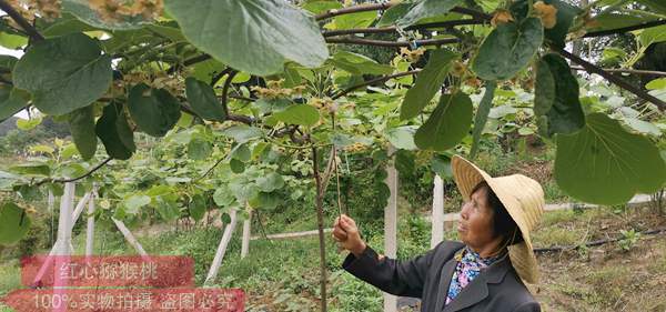 猕猴桃花粉批发价格