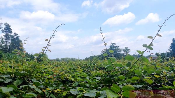 四川成都猕猴桃价格