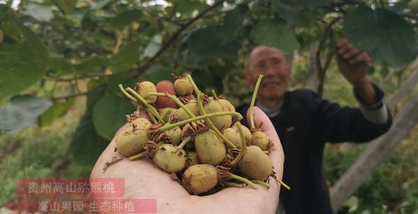獼猴桃疏除花蕾
