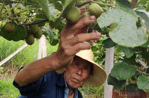 贵州猕猴桃疏果