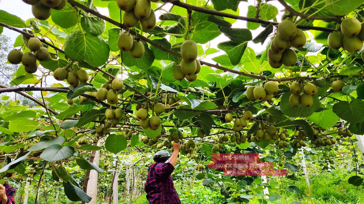 yellow kiwi planting