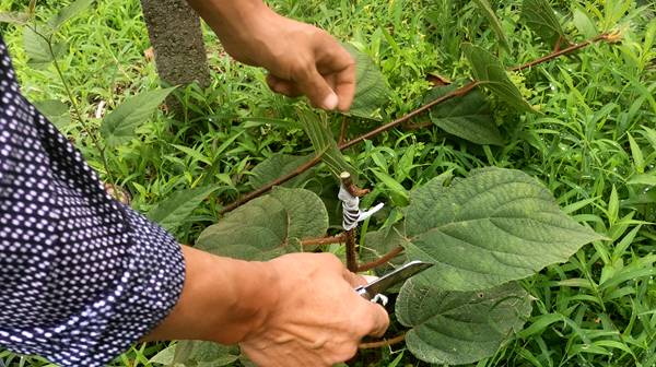 红心猕猴桃的种植技术与高产栽培