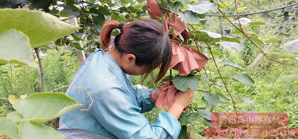 贵州遵义市播州区红心猕猴桃