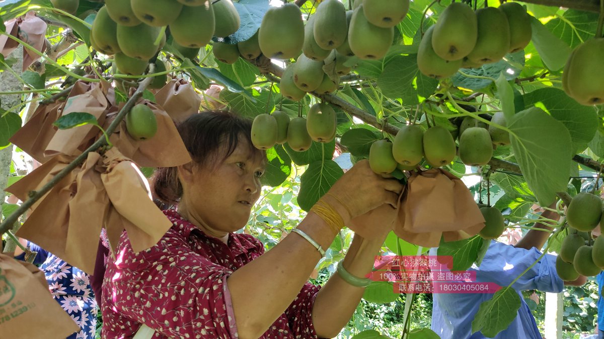 sungold kiwi orchard