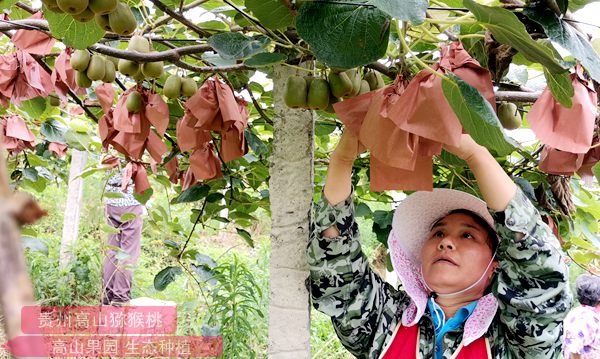 贵州猕猴桃疏果
