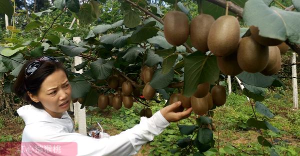 贵州猕猴桃种植基地