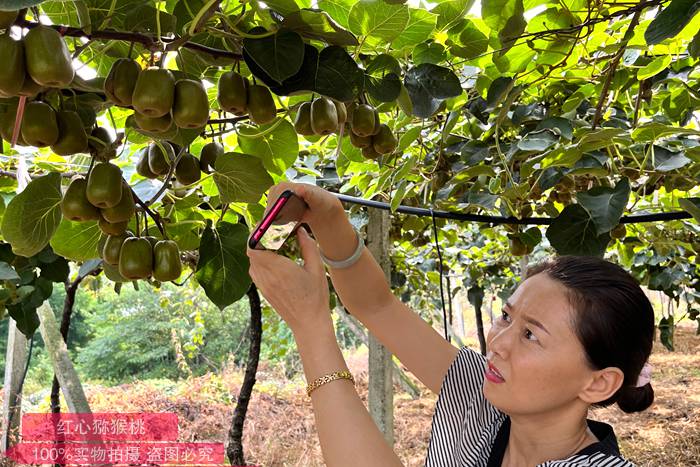 Kiwifruit