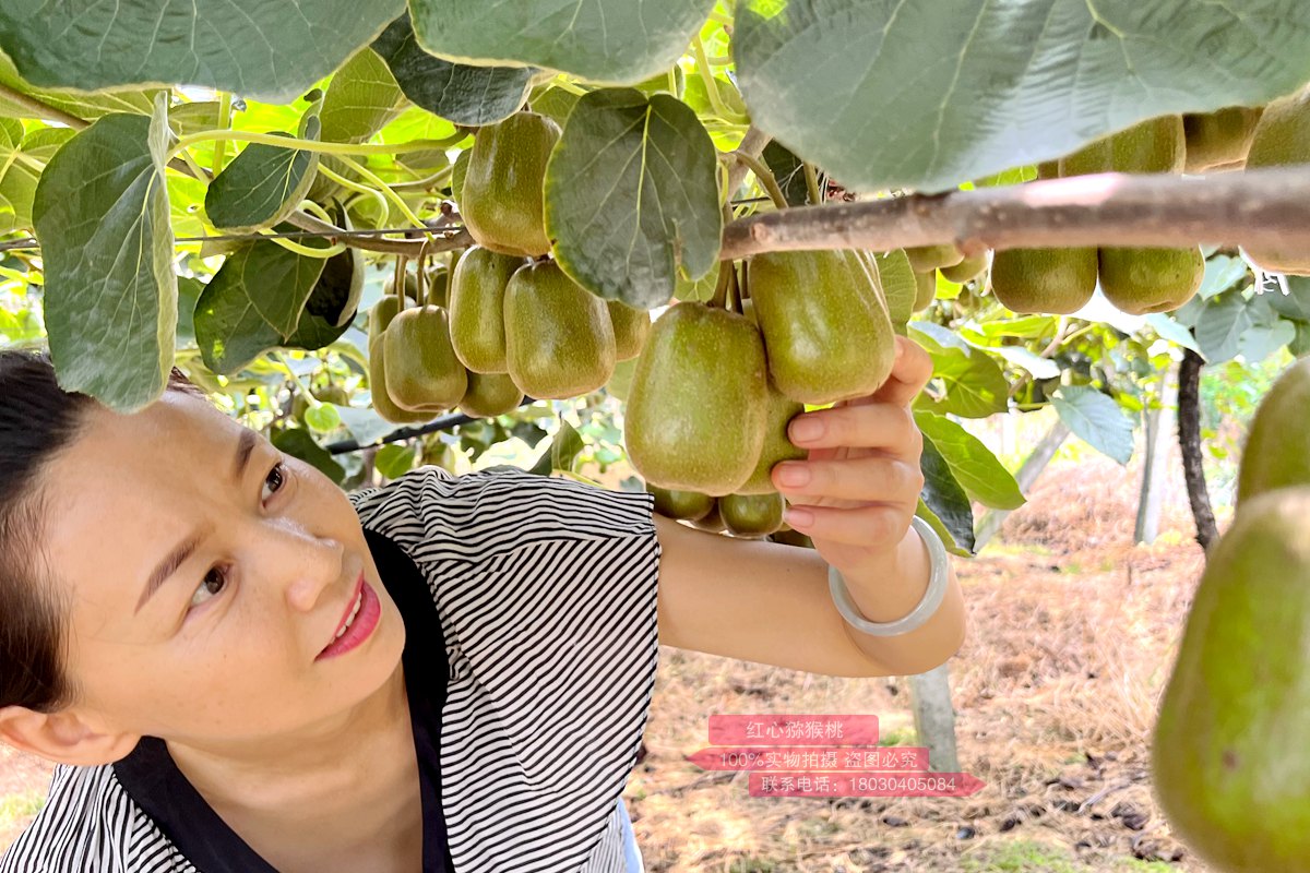 redkiwifruit vine