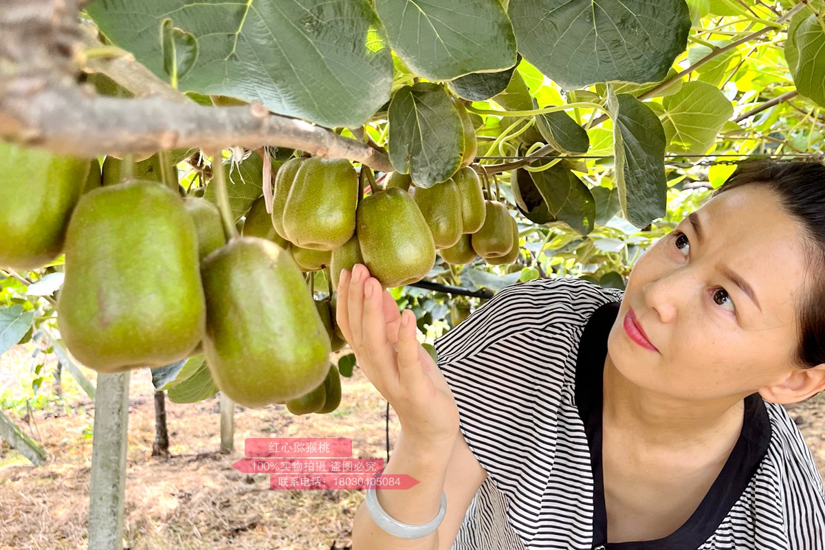 redkiwifruit vine